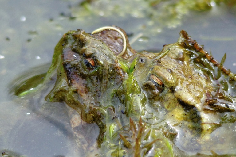 Huckel im Bewuchs - oder 'ein aus der Tiefe auftauchendes algiges wabbeliges Glitschmonstergespann'