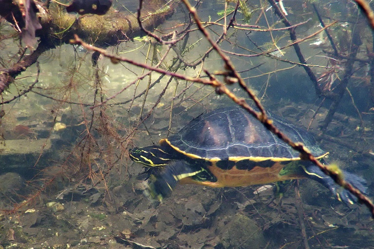 Florida-Rotbauch-Schmuckschildkröte