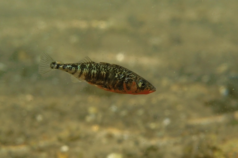 Stichling im Laichkleid