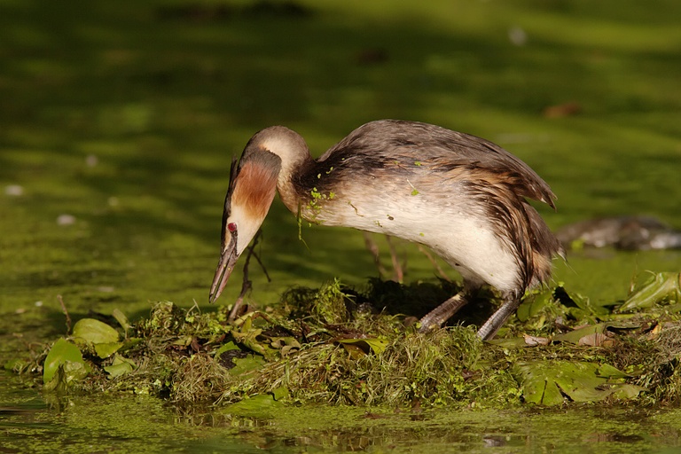Haubentaucher auf dem Nest
