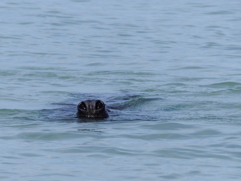 Kein Wasserschwein…