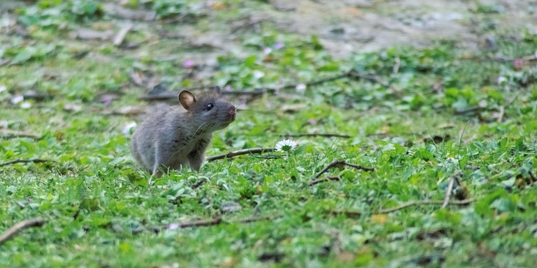 Wanderratte