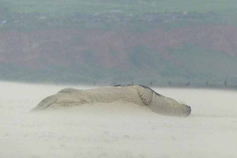 Kegelrobbe im Sandsturm