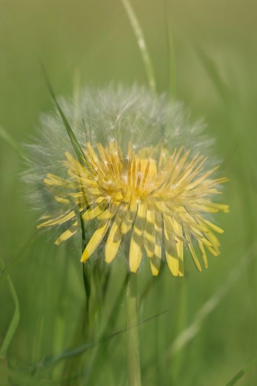 Löwenzahn-Doppelbelichtung