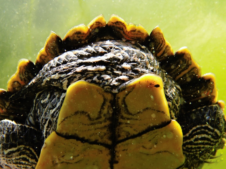 Falsche Landkarten-Höckerschildkröte von hinten/unten