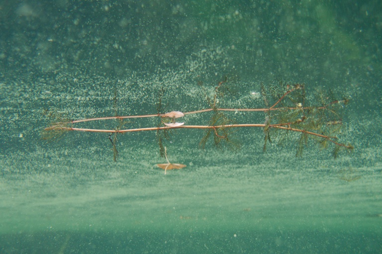 Tausendblatt an der Oberfläche