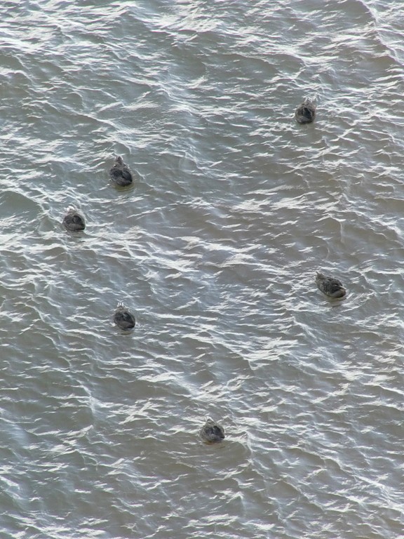 Eiderenten über dem Felswatt