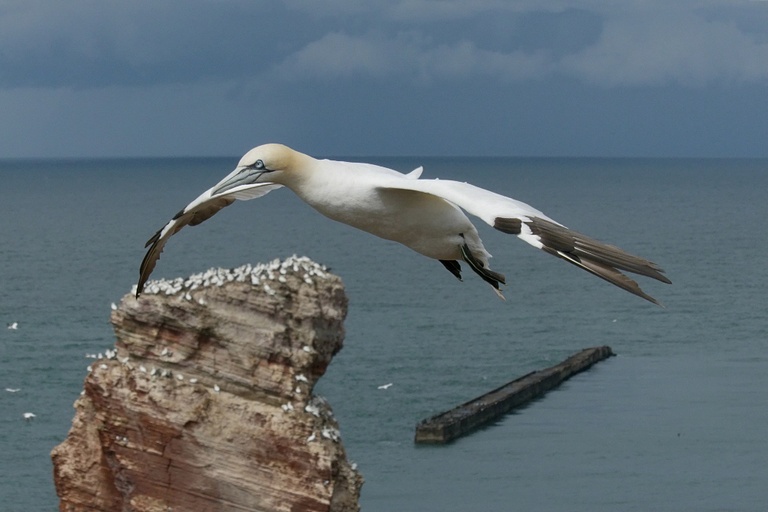 Basstölpel über der langen Anna