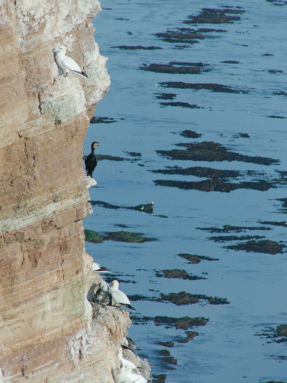 Ausblick auf das Felsenwatt