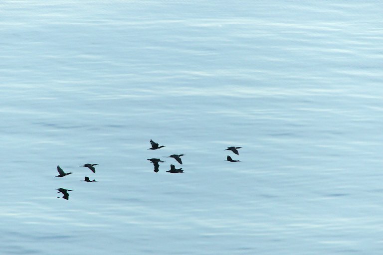 Kormorane im Tiefflug