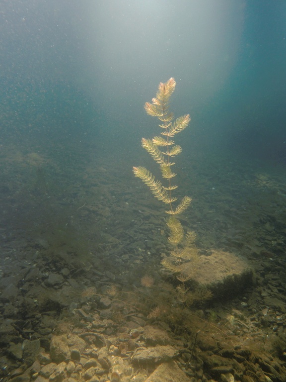 Ähriges Tausendblatt im Licht