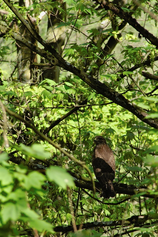 Mäusebussard im Wald