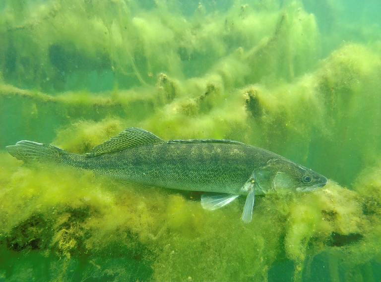 Zander - nach fast 15 Jahren wieder