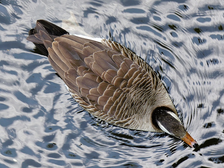Kanadagans-Graugans-Mischling