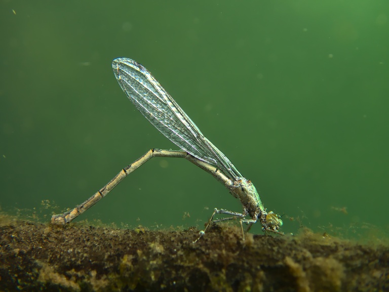 Libelle bei der Eiablage