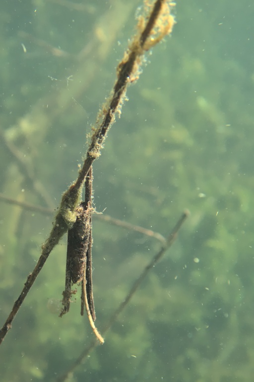 Köcherfliegenlarve auf dem Weg nach oben