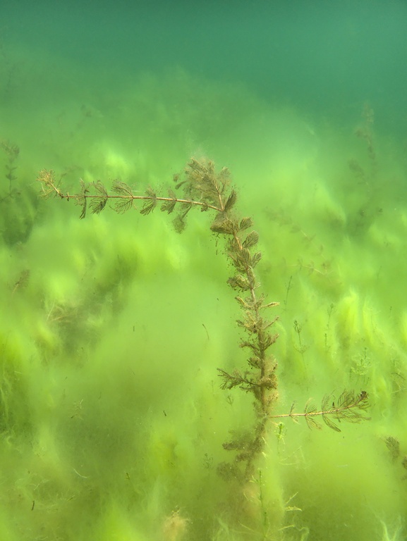 Ähriges Tausendblatt in Algen