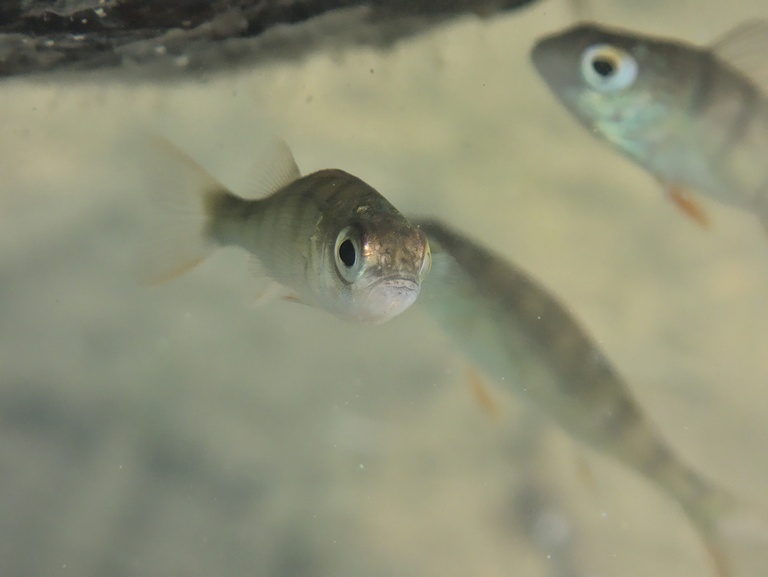 Neugierig? (Flußbarsch)