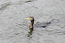 Im Wasser (Kormoran)