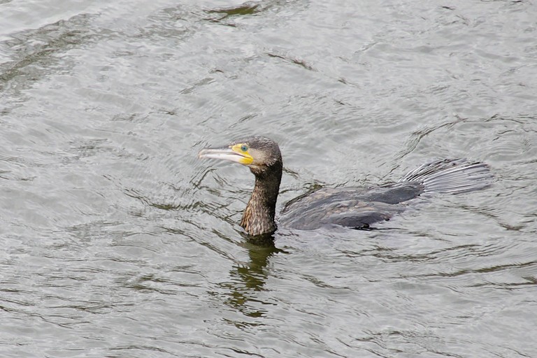 Im Wasser (Kormoran)