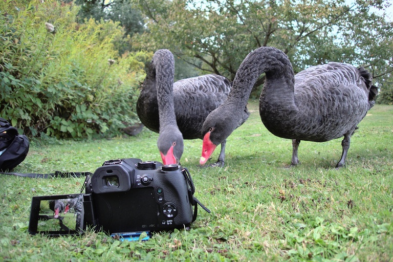 Wozu sind diese Bändchen wohl da? (Trauerschwan)