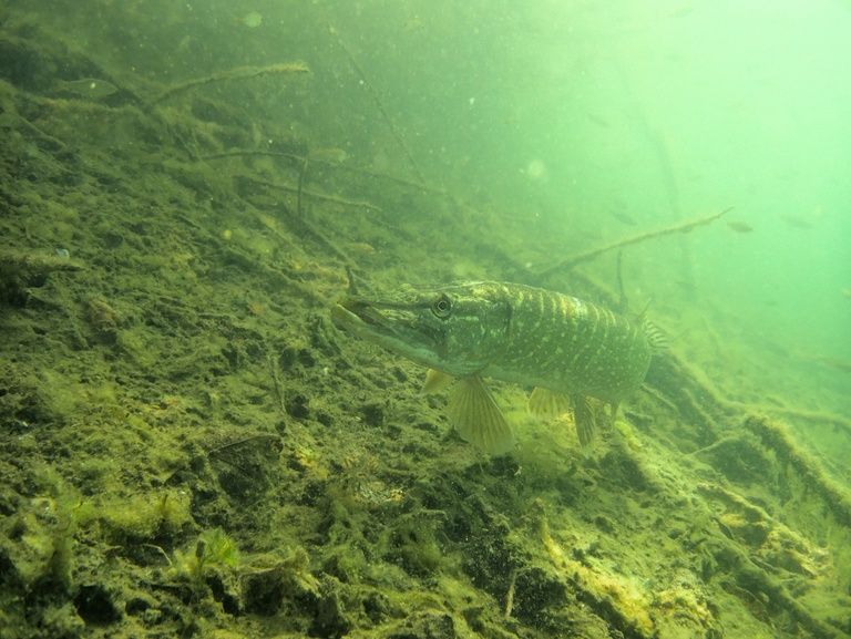 Dem Jäger wird unwohl (Hecht)