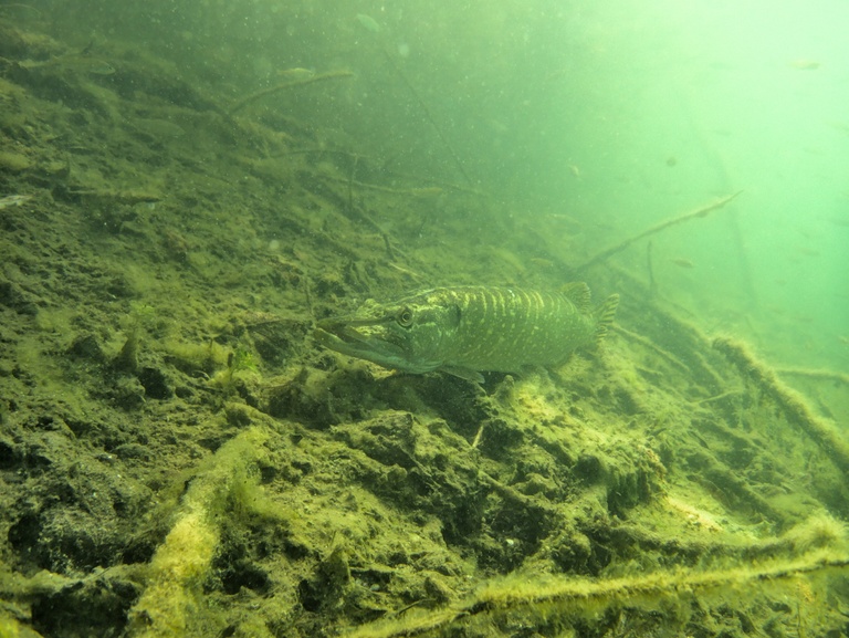 Auf der Lauer (Hecht)