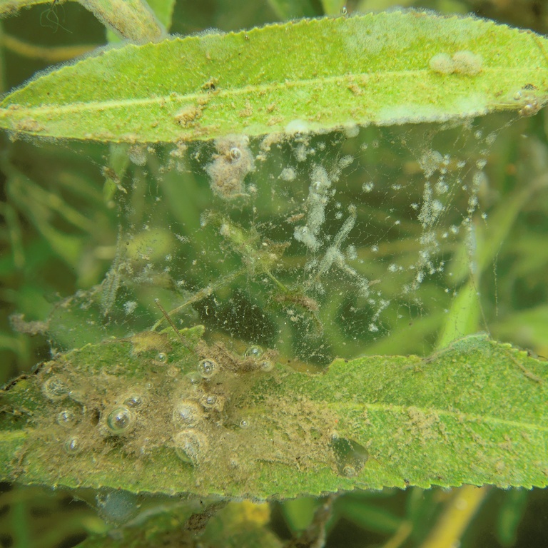 Weidenblätter im Wasser